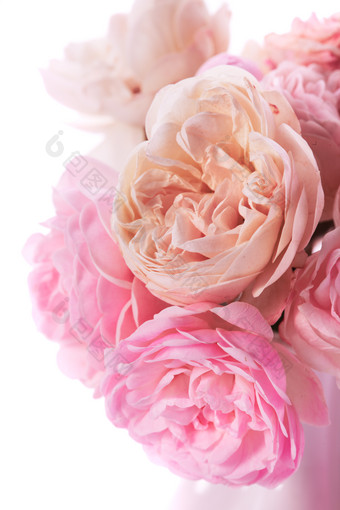 盛开的粉色鲜花花朵