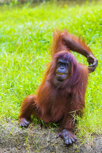 伸胳膊的红毛猩猩