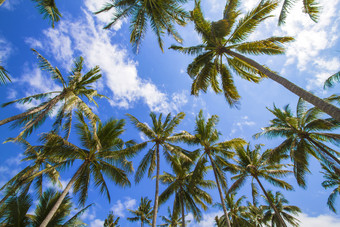 天空下的椰树摄影图