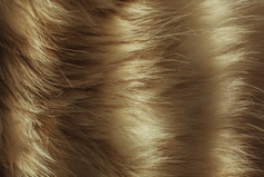 油光发亮的棕毛摄影图