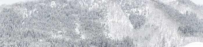 冬天冬季森林摄影图