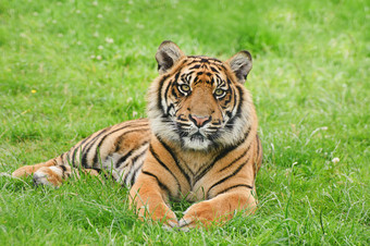 绿色草地中的大老虎摄影图