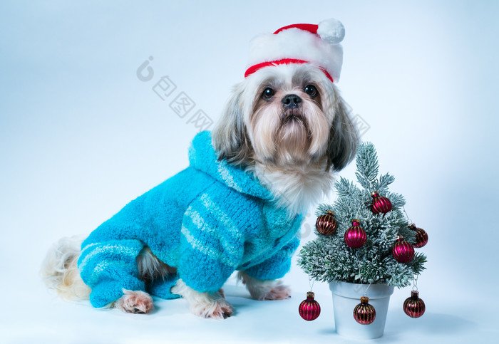 蓝色调圣诞节的小狗摄影图