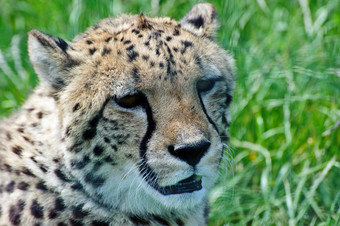 绿色调草地中一只豹子摄影图