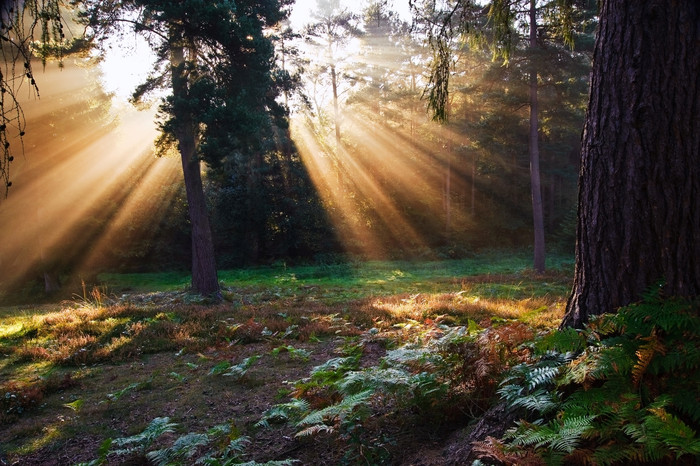 深色阳光透过的树林摄影图
