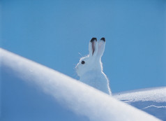 寒冷冬天里的雪兔