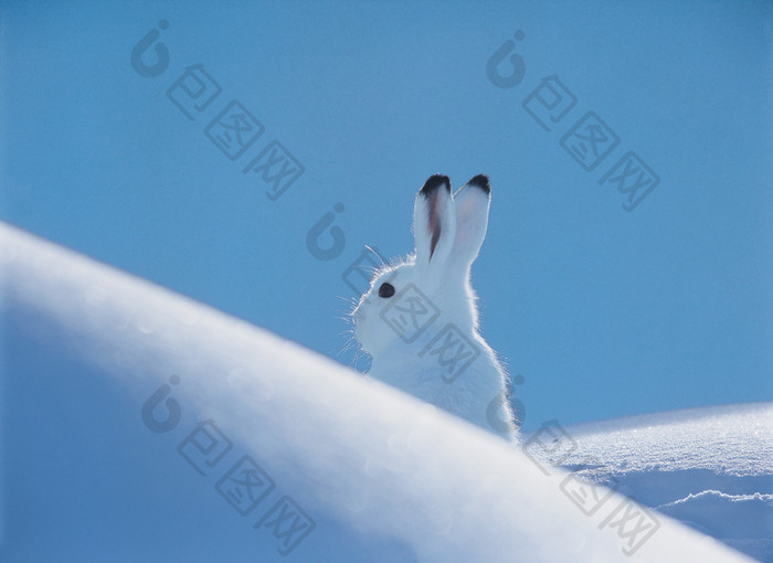 寒冷冬天里的雪兔