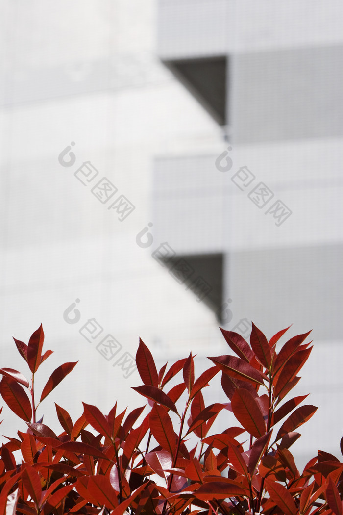 灰色调楼下的红叶子摄影图