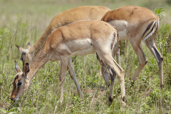 吃草的小鹿摄影图