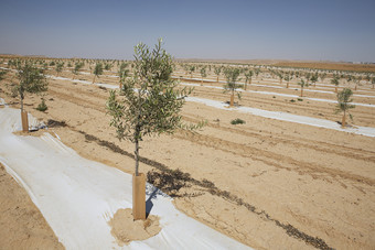 种植的小树树木摄影图