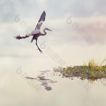 河边飞翔的白鹭摄影图