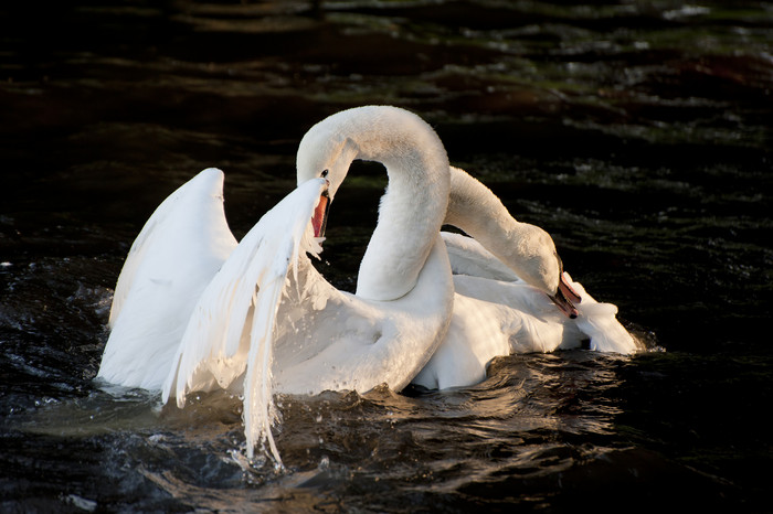 湖水中的动物白天鹅