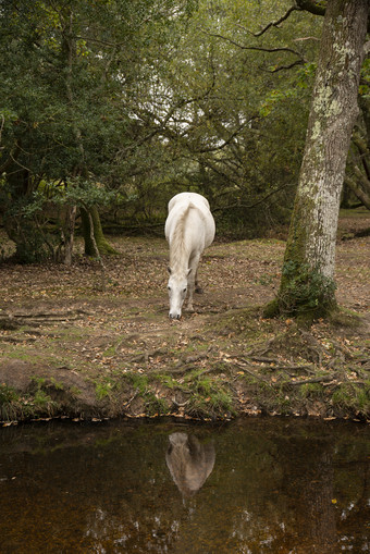一头白色的小马摄影图