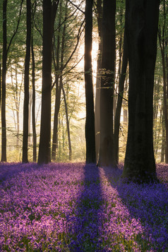 阳光下的树林蓝铃花摄影图