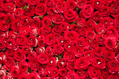 娇艳的红玫瑰鲜花