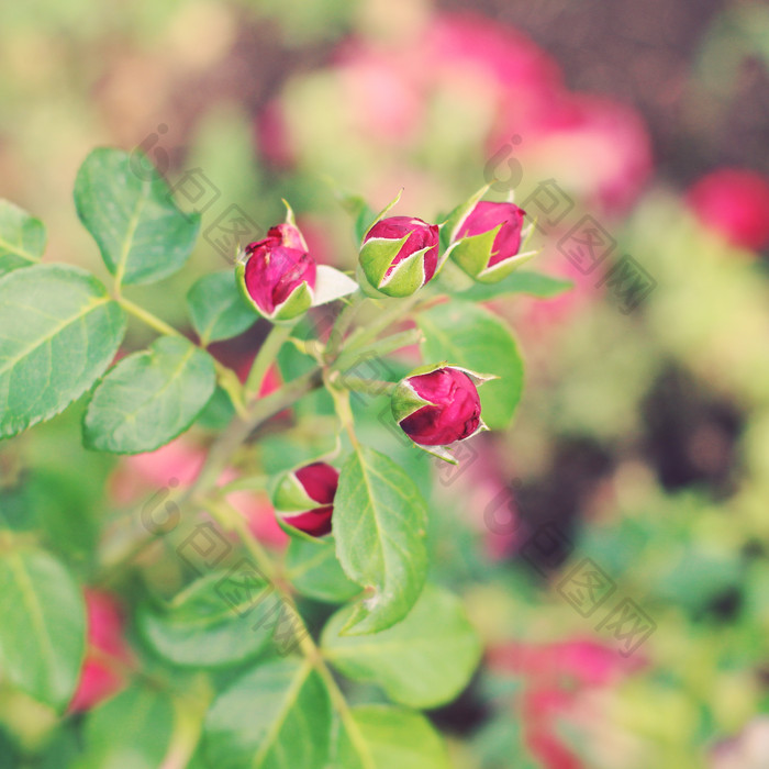玫瑰花花苞枝条摄影图
