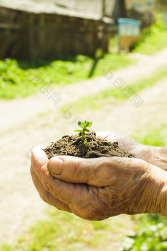 手中捧着的<strong>泥土</strong>植物