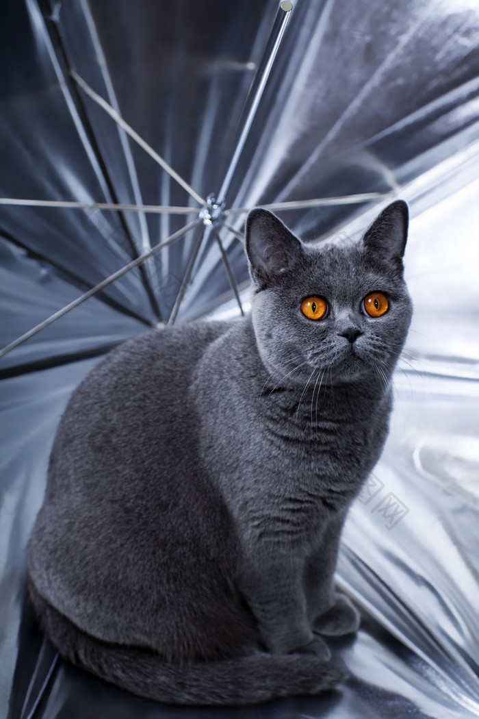 暗色调雨伞下的猫摄影图