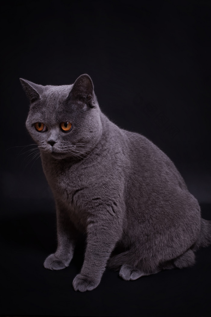 黑色调灰色的猫摄影图