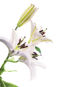白色百合花花卉摄影图