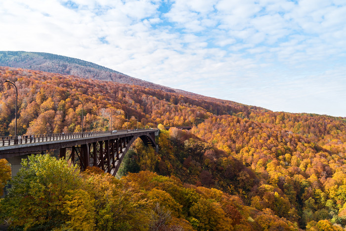 秋季枫树丛中的高架桥