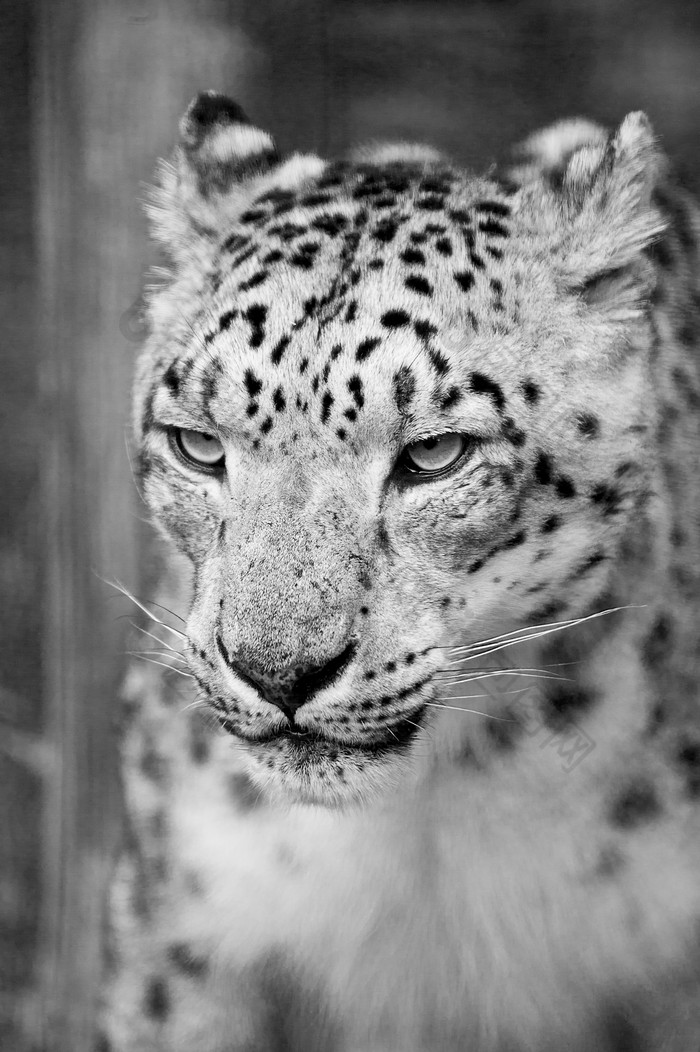 灰色调白色的豹摄影图