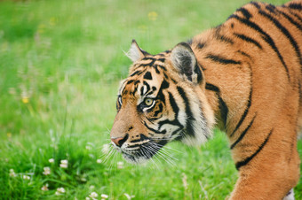 绿色在草地中的大老虎摄影图