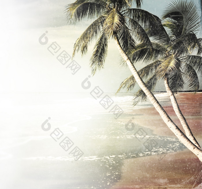 简约风海边椰子树摄影图