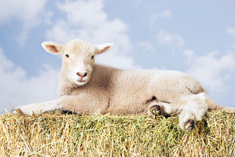清新一只羊摄影图图片
