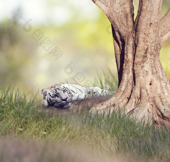 树下休息的白虎摄影图