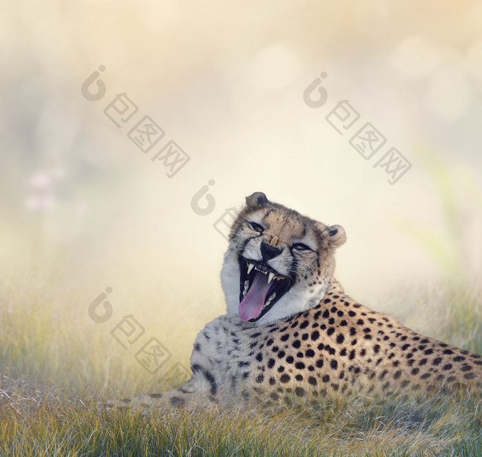 嘶吼的猎豹摄影图