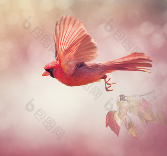 红色的鸟儿绘画摄影图