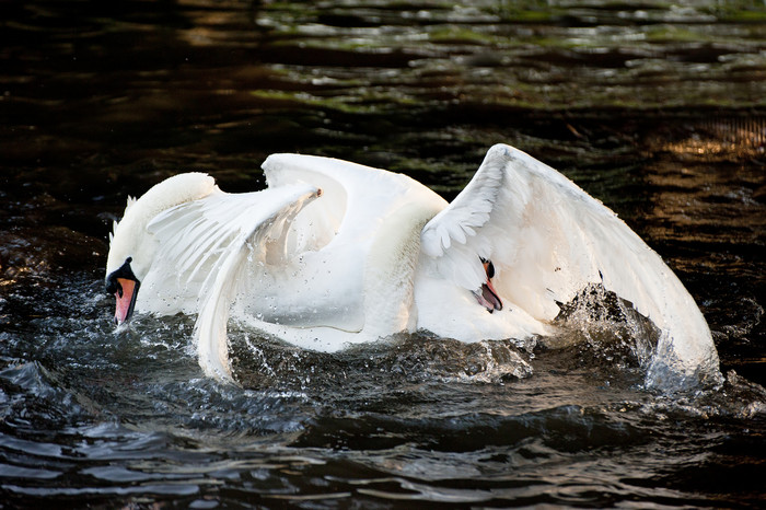 湖水中的白天鹅摄影图