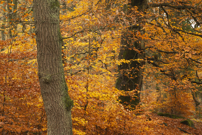 秋季树林树干景色