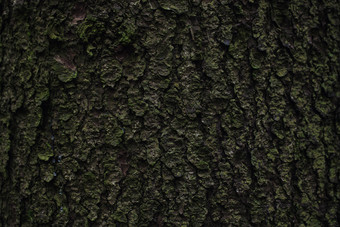 粗糙的树木纹理摄影图