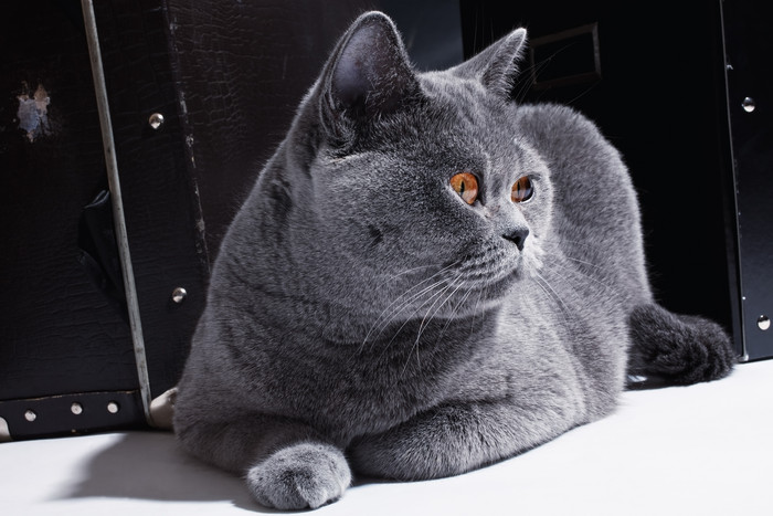 暗色调温顺的猫摄影图