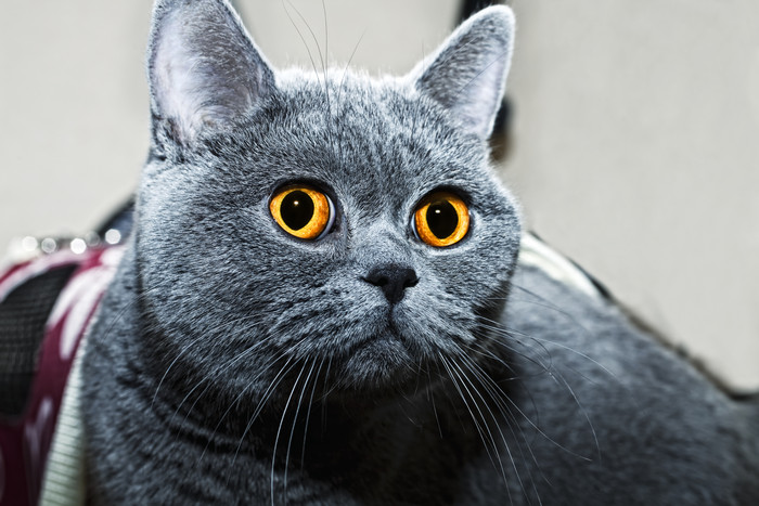 呆萌的灰色猫咪摄影图