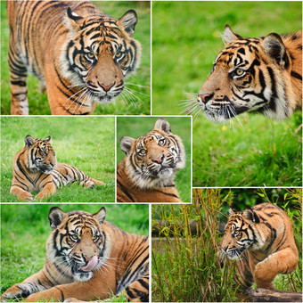 绿色调在草地中的大老虎摄影图