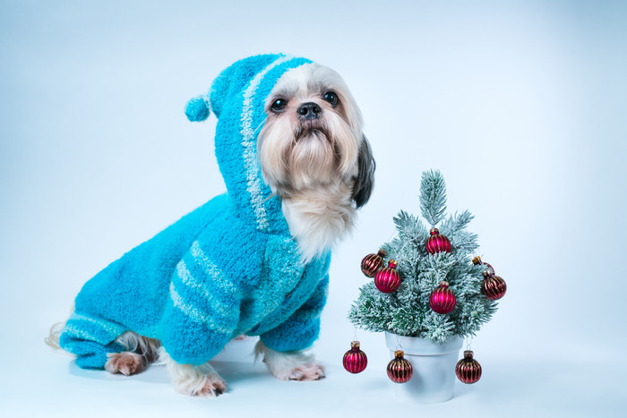 蓝色圣诞装扮的狗摄影图
