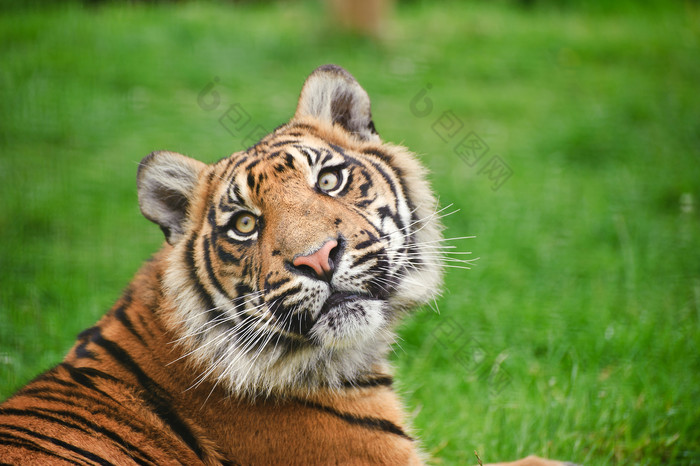 绿色调在草地中的老虎摄影图
