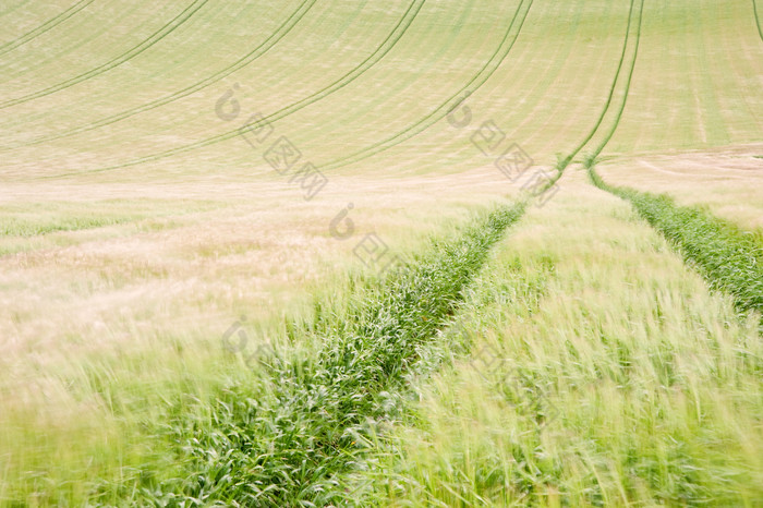 绿色一片农作物摄影图