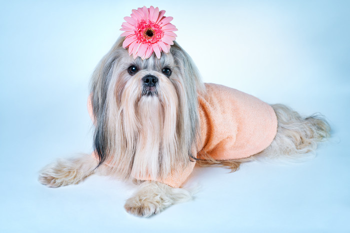 头戴粉色小花的宠物狗