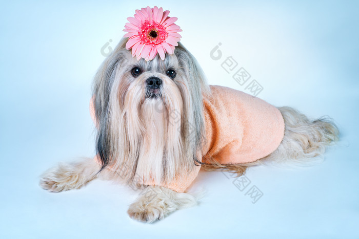 头戴粉色小花的宠物狗