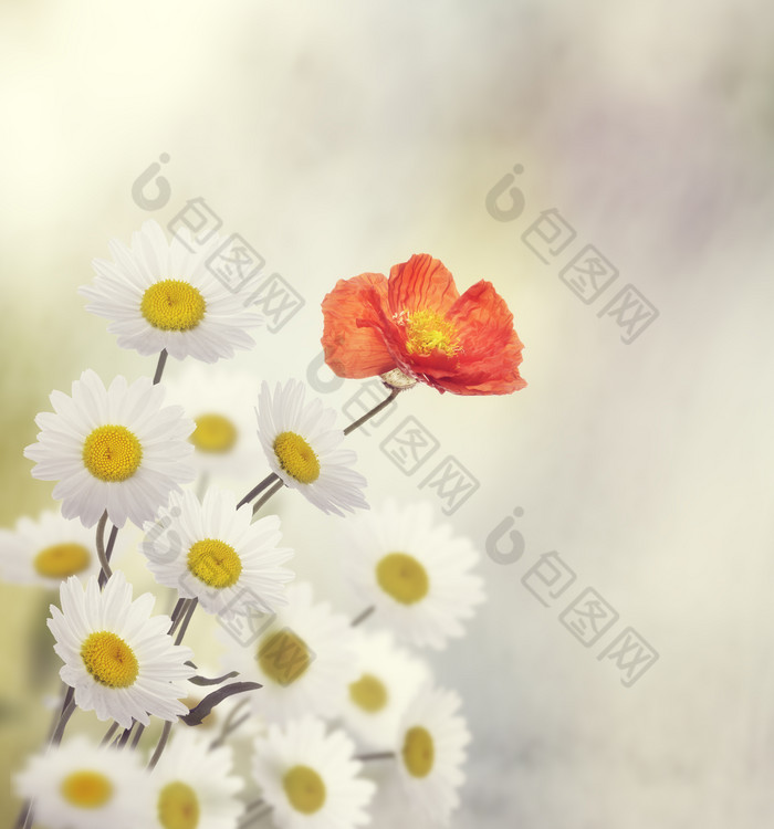 白色雏菊小花花朵