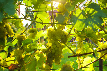 绿色调枝头的葡萄摄影图