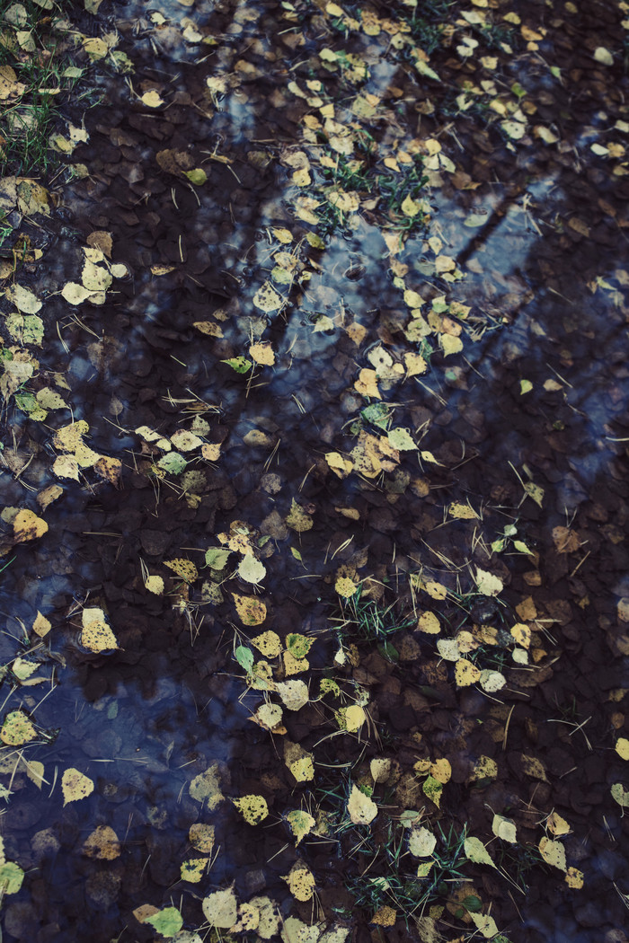 水坑中的树叶落叶