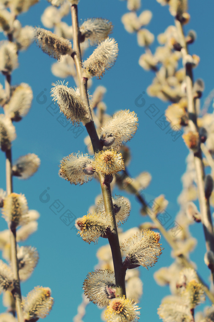 柳枝银柳植物摄影图