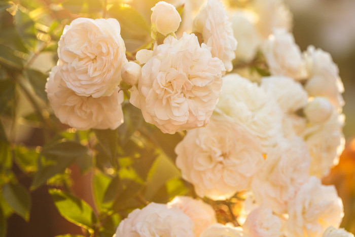 阳光下的粉色玫瑰花