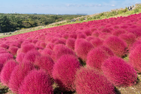 秋天秋季花海