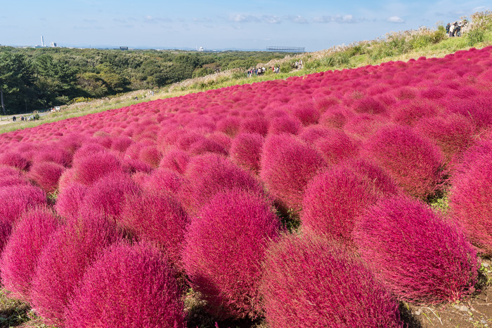 秋天秋季红色花海